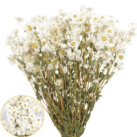 CITYES Dried Daisy Flowers Bouquet Dried Flowers White with Stems Real Chrysanthemum Gerber Daisies Arrangements for Wedding Farmhouse Vase Decorations DIY Home Party Wildflower Decor