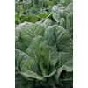 Georgia Southern Collard Greens Heirloom Premium Seeds for Planting Packet