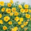 Outsidepride Moss Rose Yellow - 10000 Seeds