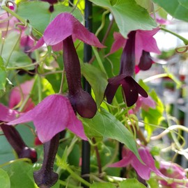 Outsidepride Rhodociton Purple Bell Climbing Vine Flower Seeds - 25 Seeds