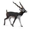 CollectA Blackbuck