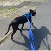 Police Style Dog Training Leads Double Ended Leash Obedience Control