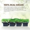 SodPods® Zoysia Grass Plugs for Lawn Repair, 3" x 3"