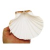Florida Shells and Gifts 6 XL White Irish Baking Scallop