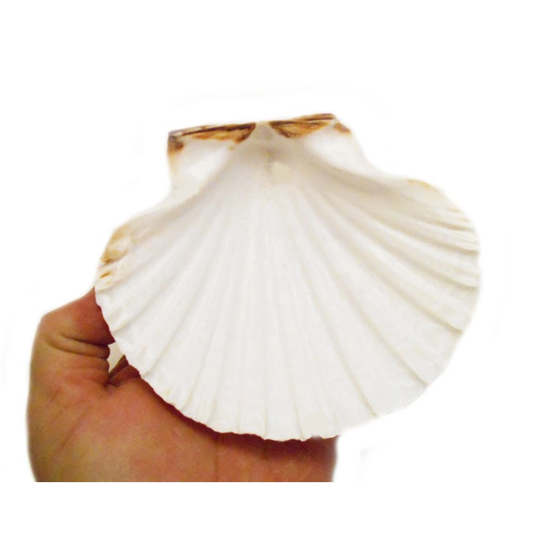 Florida Shells and Gifts 6 XL White Irish Baking Scallop