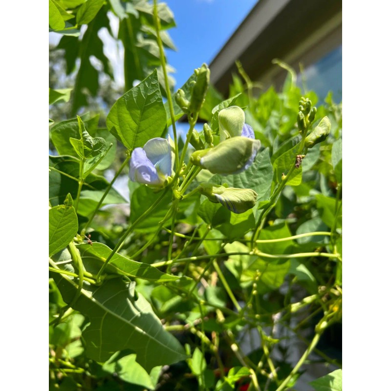 15 Urizun Asian/ Japanese Winged Bean Seeds. Heirloom