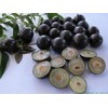 HOPE'S GARDEN Brazilian Grape Tree~~Jabotica