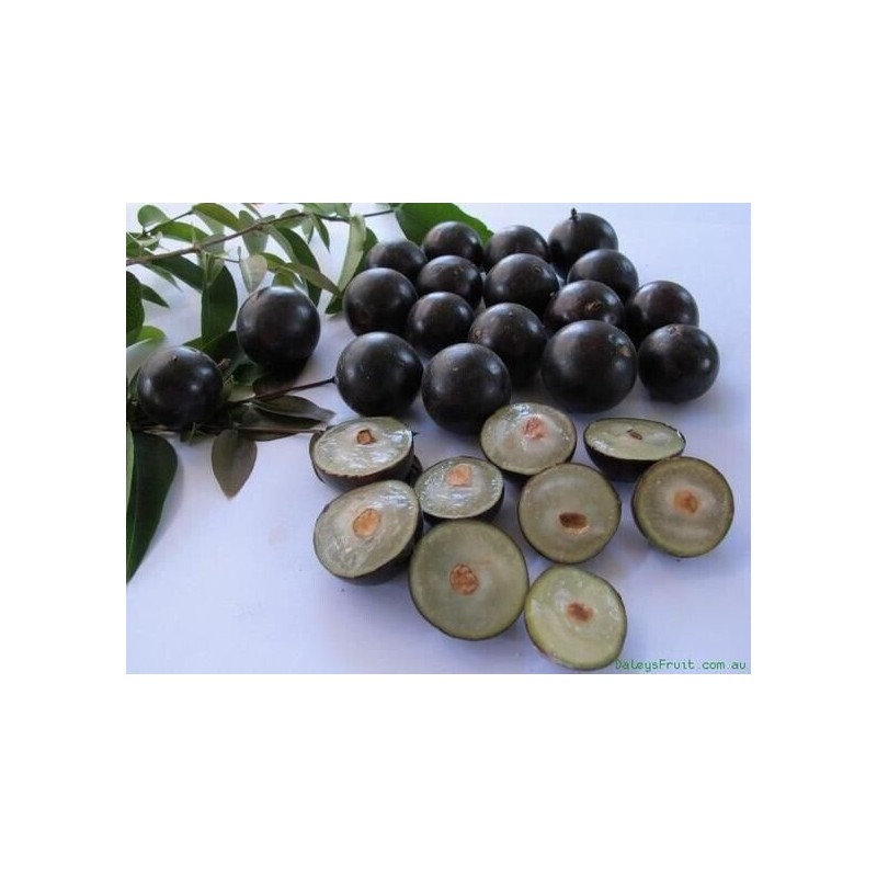 HOPE'S GARDEN Brazilian Grape Tree~~Jabotica