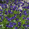 Outsidepride False Indigo - 100 Seeds
