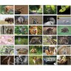 Bear and Bee 100 Animal Postcards with 100 Different Motifs
