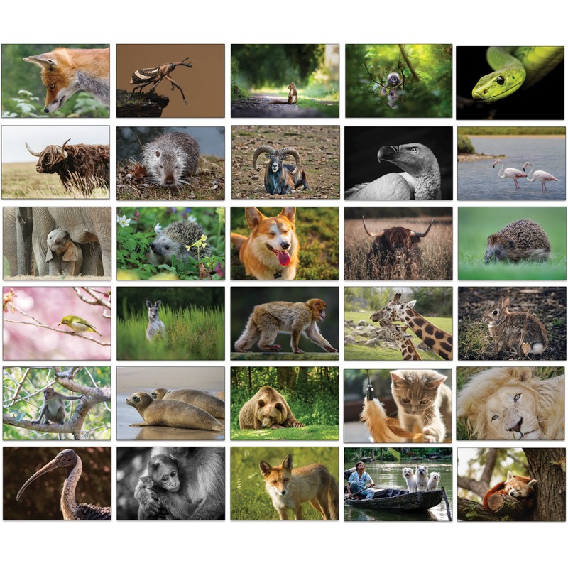 Bear and Bee 100 Animal Postcards with 100 Different Motifs