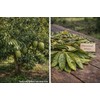 Wild Soursop Leaves – 100% Natural | Sun-Dried Herbal Tea