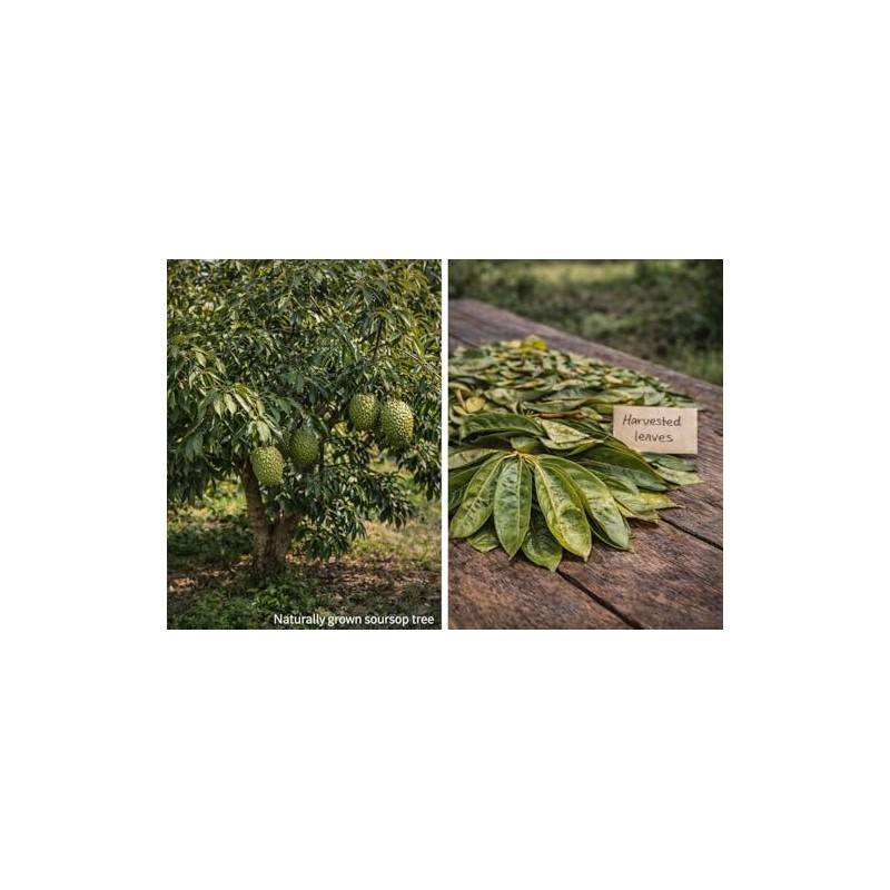 Wild Soursop Leaves – 100% Natural | Sun-Dried Herbal Tea
