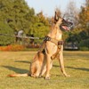Belababy Tactical Anti Pull Dog Harness Small Medium Large Dog,
