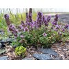 Flawn Seed Kits Creeping Thyme Seed Kit, Easy Spread Shaker
