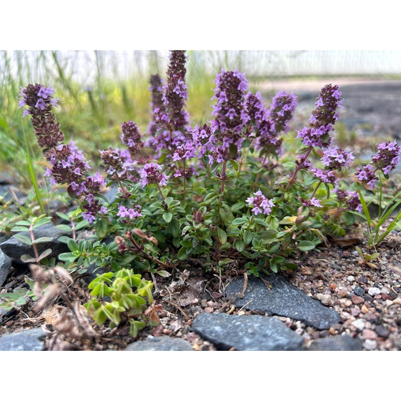 Flawn Seed Kits Creeping Thyme Seed Kit, Easy Spread Shaker