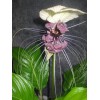 Buy Rare Seeds Tacca integrifolia | White Bat Flower |
