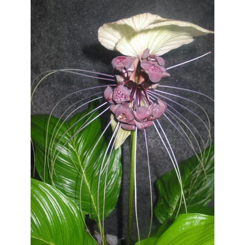 Buy Rare Seeds Tacca integrifolia | White Bat Flower |