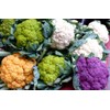 Colorful Cauliflower Mix of 5 Varieties Seeds for Planting Around