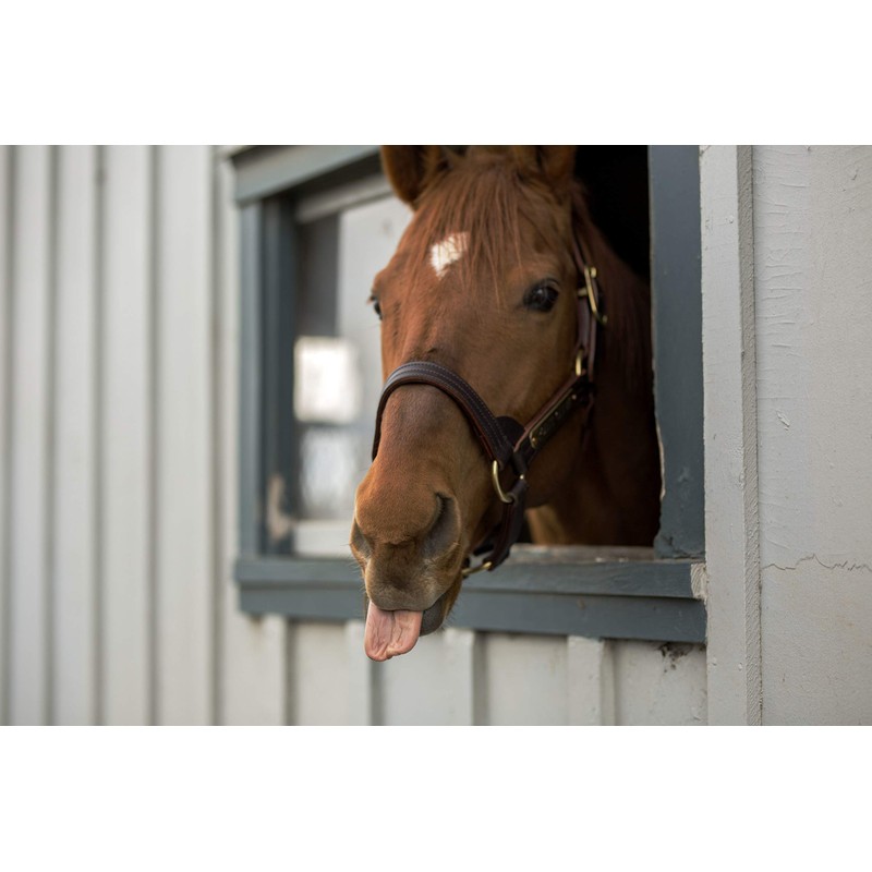 Intrepid International Magic Horse Brush, for Horse Grooming Kit w/Durable
