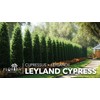 Leyland Cypress | 1 Live Quart Size Tree | Cupressocyparis