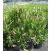 GreenPromiseFarms SHCSRS03 SHCSRS CLETHRA ALNIFOLIA `Ruby Spice`, 3 Size Container