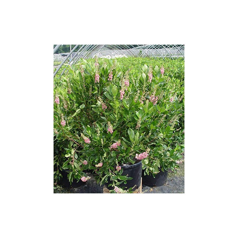 GreenPromiseFarms SHCSRS03 SHCSRS CLETHRA ALNIFOLIA `Ruby Spice`, 3 Size Container