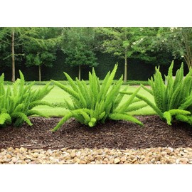Foxtail Fern Myers | 3 Live Plants | Asparagus Densiflorus Myersii | Unique Tropical Landscape Groundcover