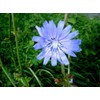 Bluest Blue Chicory 100 Seeds, Beautiful Blue Cut Flower