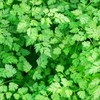 Outsidepride Chervil Herb & Microgreens Seeds - 10000 Pcs. Annual,