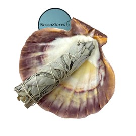 NessaStores 2 pc Sage Smudge Kit with 4"-5" White Sage & 5"-6" Lion's Paw Scallop Seashell | All Natural for Home Cleansing, Stress Relief, Meditation, and Removing Negative Energy. JC-229-B