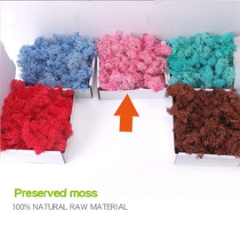 Preserved Moss-3.5 OZ Moss for Crafts Faux Moss Decor Natural Green Moss for Art Wall Florist Decor, Fairy Gardens, Wedding, Floral Project(Light Pink 3.5 OZ)