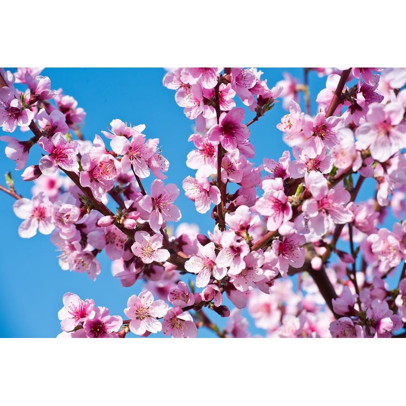 Lowhill Valley Peach Blossom - Prunus Persica Whole Dried Buds