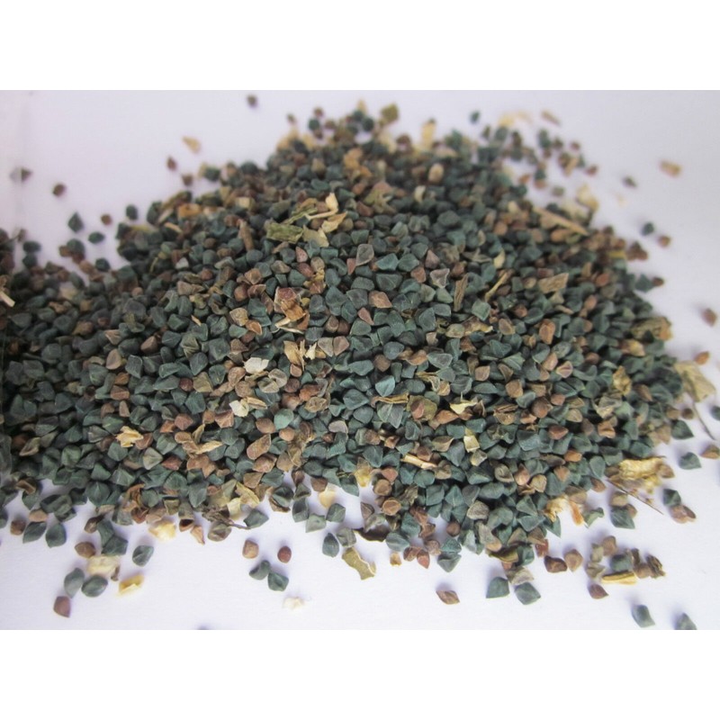 TeamKC2 Jute Leaf Plant Seeds (250 Seeds) ~ Crain Crain