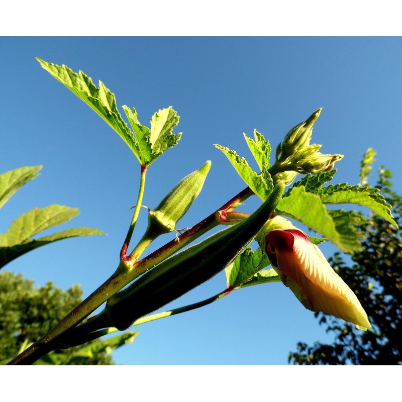 Okra Powder, Made From 100% Abelmoschus Esculentus - Pure, Natural