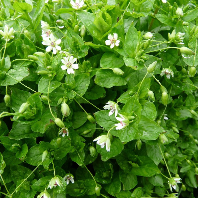 Palm Beach Medicinal Herbs - Chickweed (Stellaria Media) - Packet