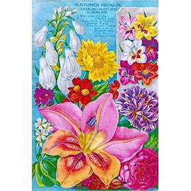 A SLICE IN TIME Mayflower Bulbs Gladiolas Vintage Flowers Seed Packet Advertisement Poster