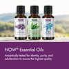 NOW NOW Essential Oils, Bergamot Oil, Sweet Aromatherapy Scent, Cold