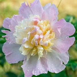 Eden Brothers Peony Roots - Raspberry Sundae