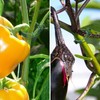 Pack of 250 Plastic Tomato Clips, Tomato Clips, Connecting Plant