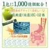 大日ヘルシーフーズ 青汁の和 6袋（3g×10包） 乳酸菌 大麦若葉 桑の葉 明日葉 配合 スティックタイプ 青汁