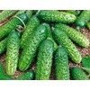 50 Cucumber Seeds Straight Eight Cucumbers - Heirloom Vegetable Seeds