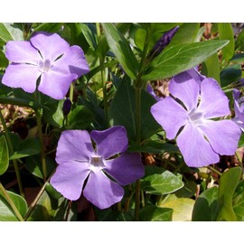 Purple Periwinkle - Vinca Minor - 2 Live Starts