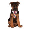 Rainbow Tie for Pet, Medium/Large