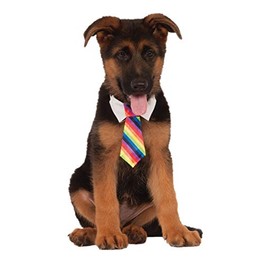 Rainbow Tie for Pet, Medium/Large