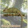Play as Pro Snake Climbing Stick for Ball Python &