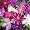 20Pcs Mixed Colors Clematis Seeds for Planting Heirloom & Non-GMO