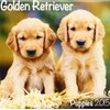 Golden Retriever (Mini) 2015