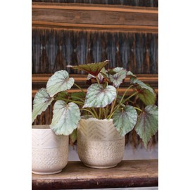 Decorative Ceramic Indo Pot l Wedding Decoration l Valentines Day l Modern Vase Decor for Home or Office l Indoor and Outdoor Planter for Any Event Decorations (5.25"x 5.25")