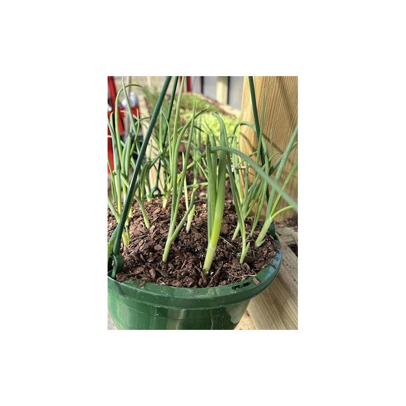 White Onion Sets, Non-GMO Bulbs for Planting, 100 Count by